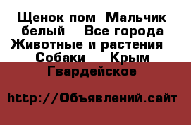 Щенок пом. Мальчик белый  - Все города Животные и растения » Собаки   . Крым,Гвардейское